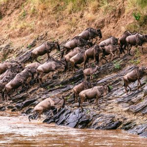 5 Days Kenya's Quintessential Safari