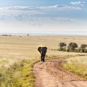 11 Days Wilderness to Mountains Unforgettable Adventure Safari