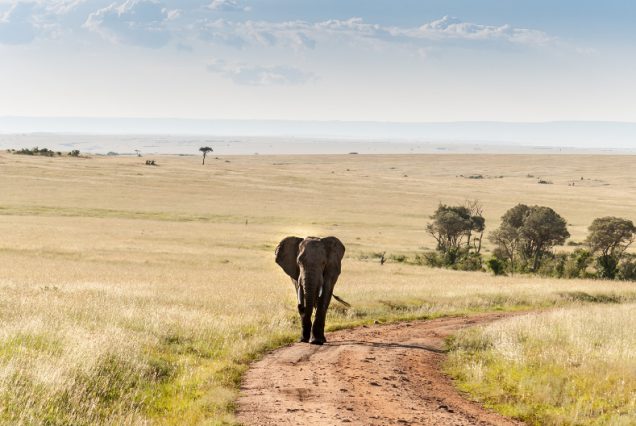 11 Days Wilderness to Mountains Unforgettable Adventure Safari