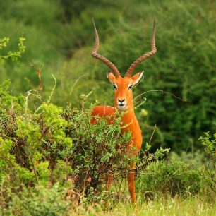 Arabuko Sokoke National Park