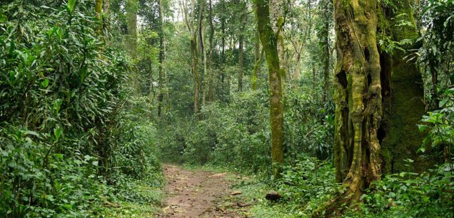 Kakamega Forest National Park