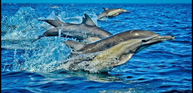 Kisite-Mpunguti Marine National Park