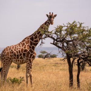 6 Days Northern to the Rift Valley Lakes Adventure Safari