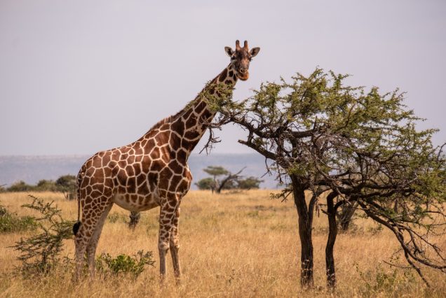 6 Days Northern to the Rift Valley Lakes Adventure Safari
