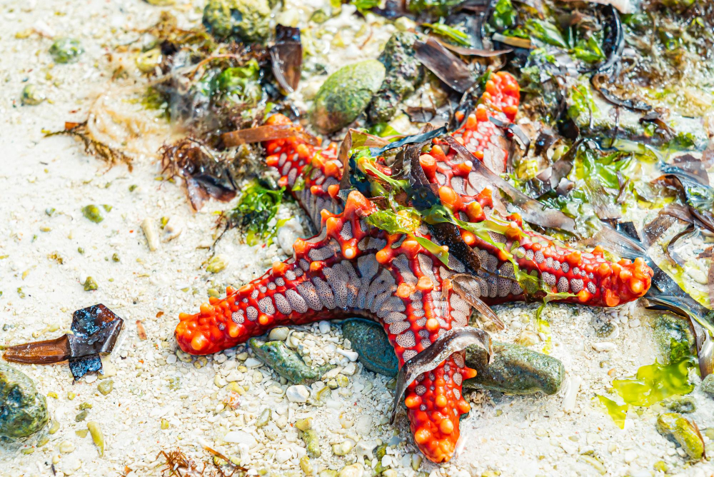 Watamu Marine National Park